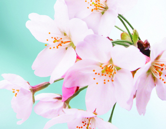 NIWAKA　初桜　情景